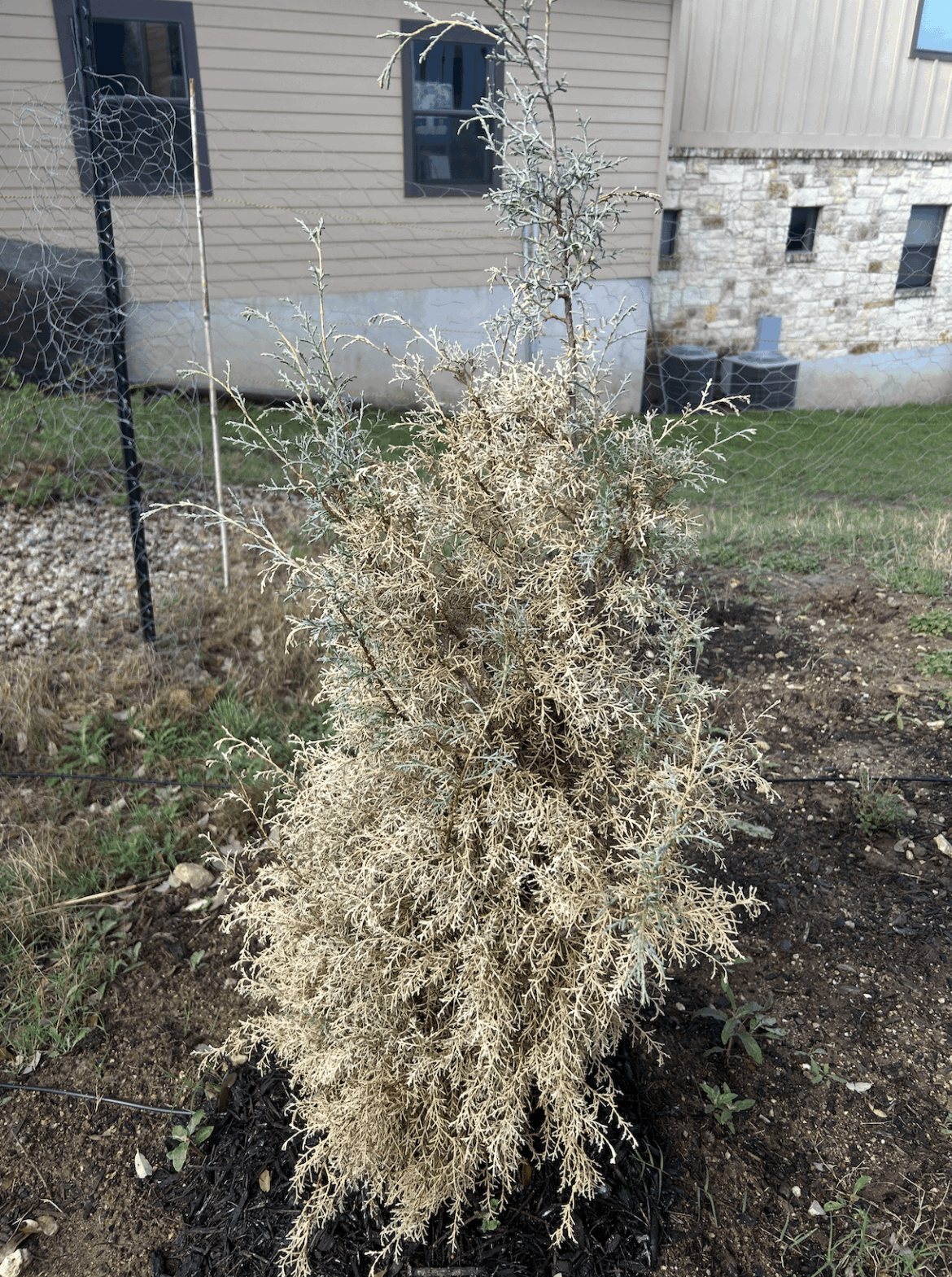 Planted this Arizona Cypress a few weeks back. Transplant shock or something more serious?