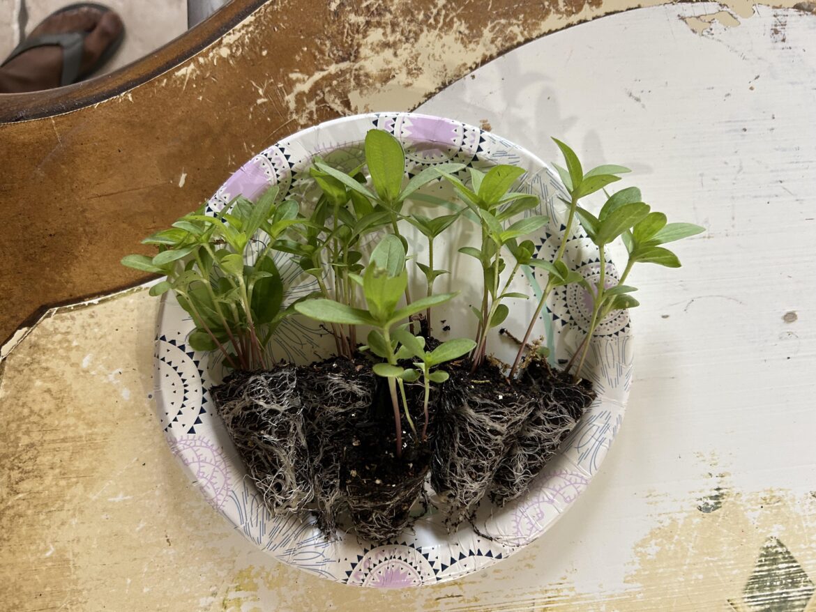 Zinnias