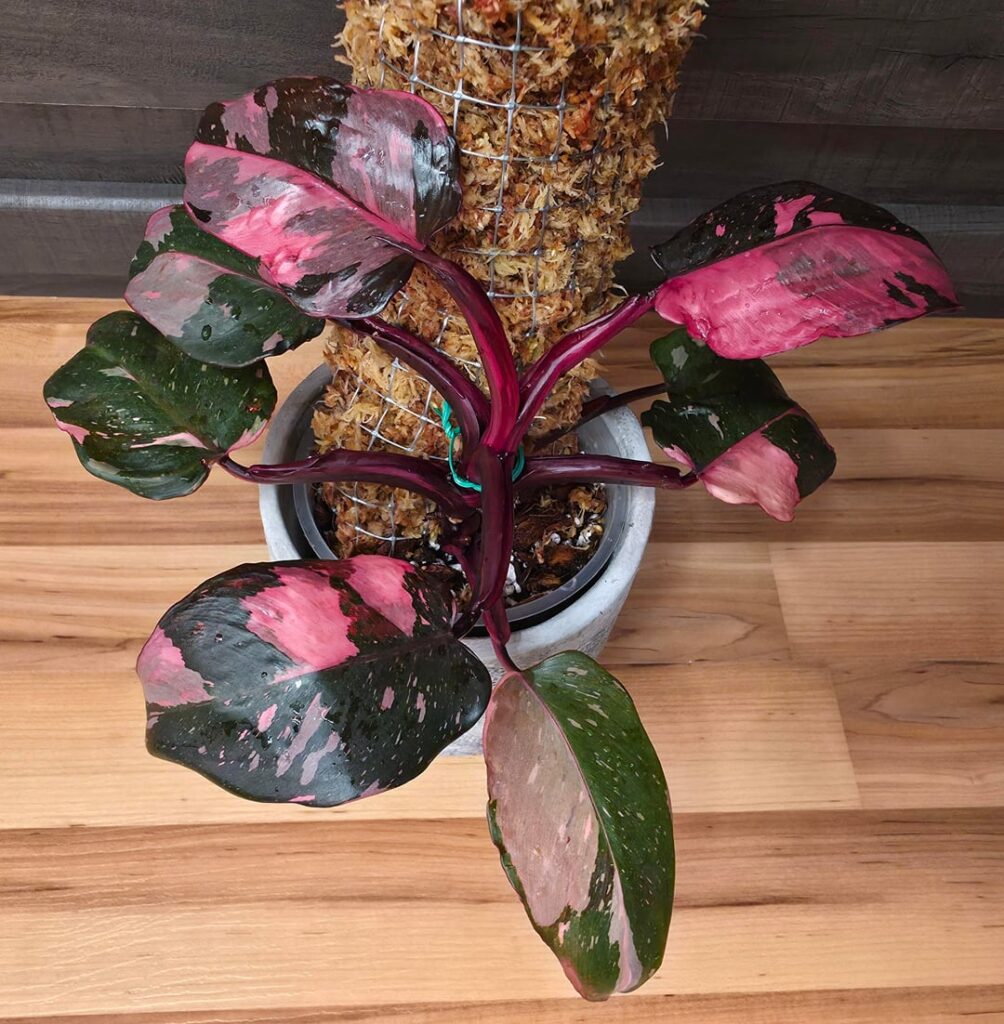 Pink Princess first moss pole!