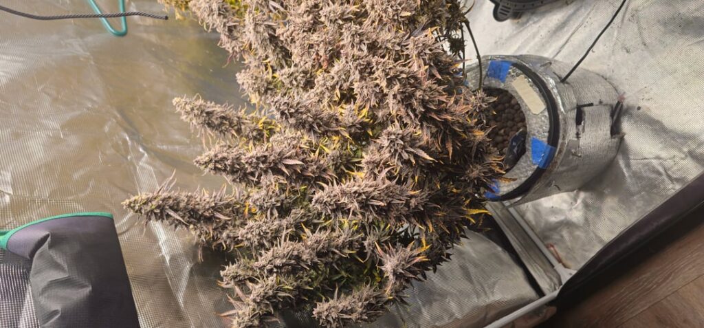 Latest hydro grows.