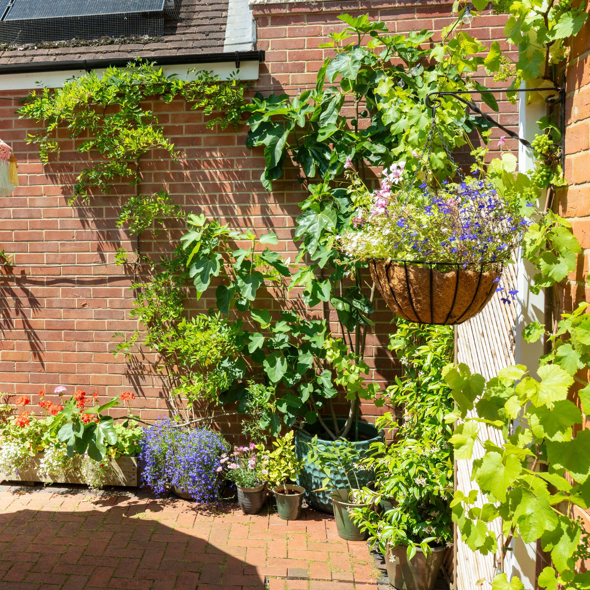Wisteria climbing plants, hanging baskets and pots growing against brick wall in Nicola and Garin's Hampshire garden