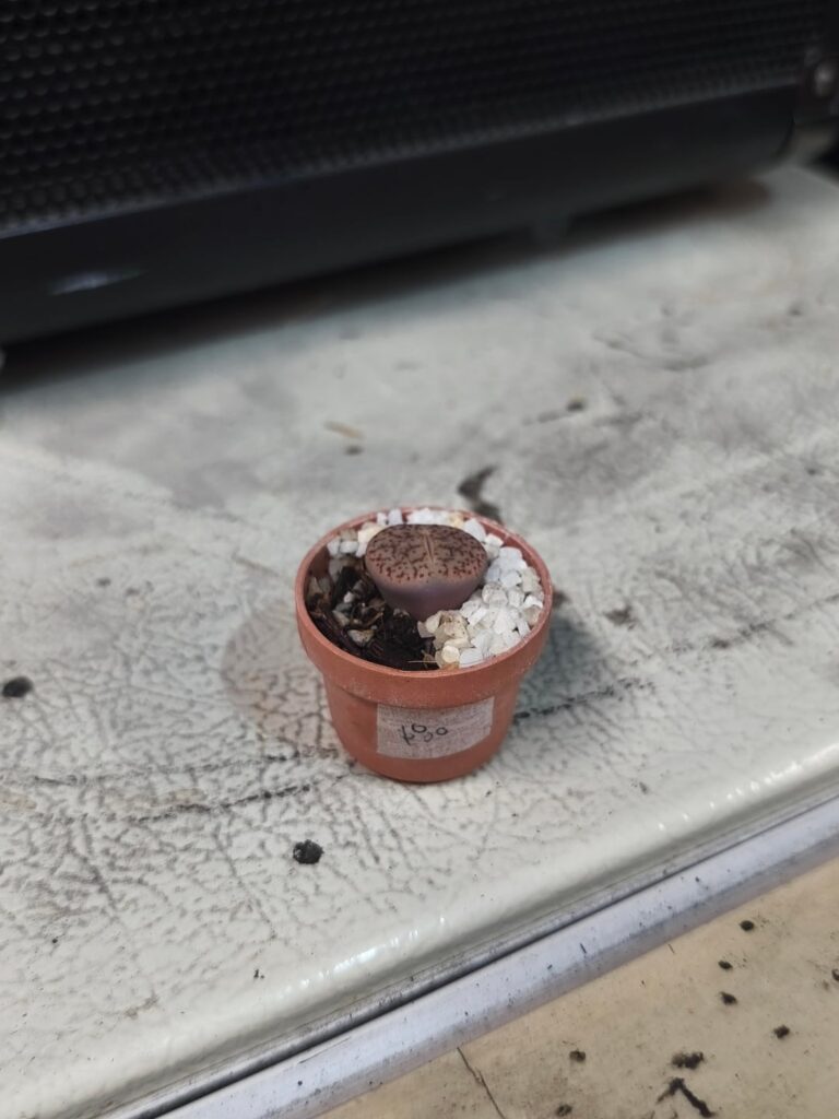 Mi primer lithops aver que tal me va