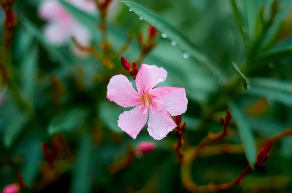 Flowers after the rain Flowers after the rain