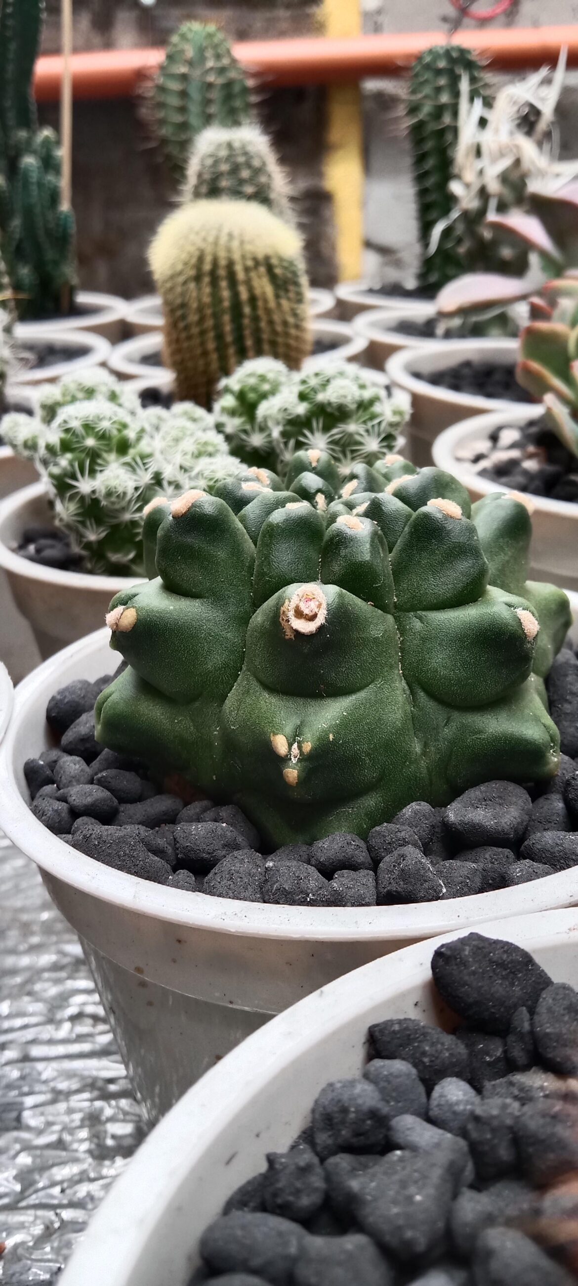 is this a pup or flower