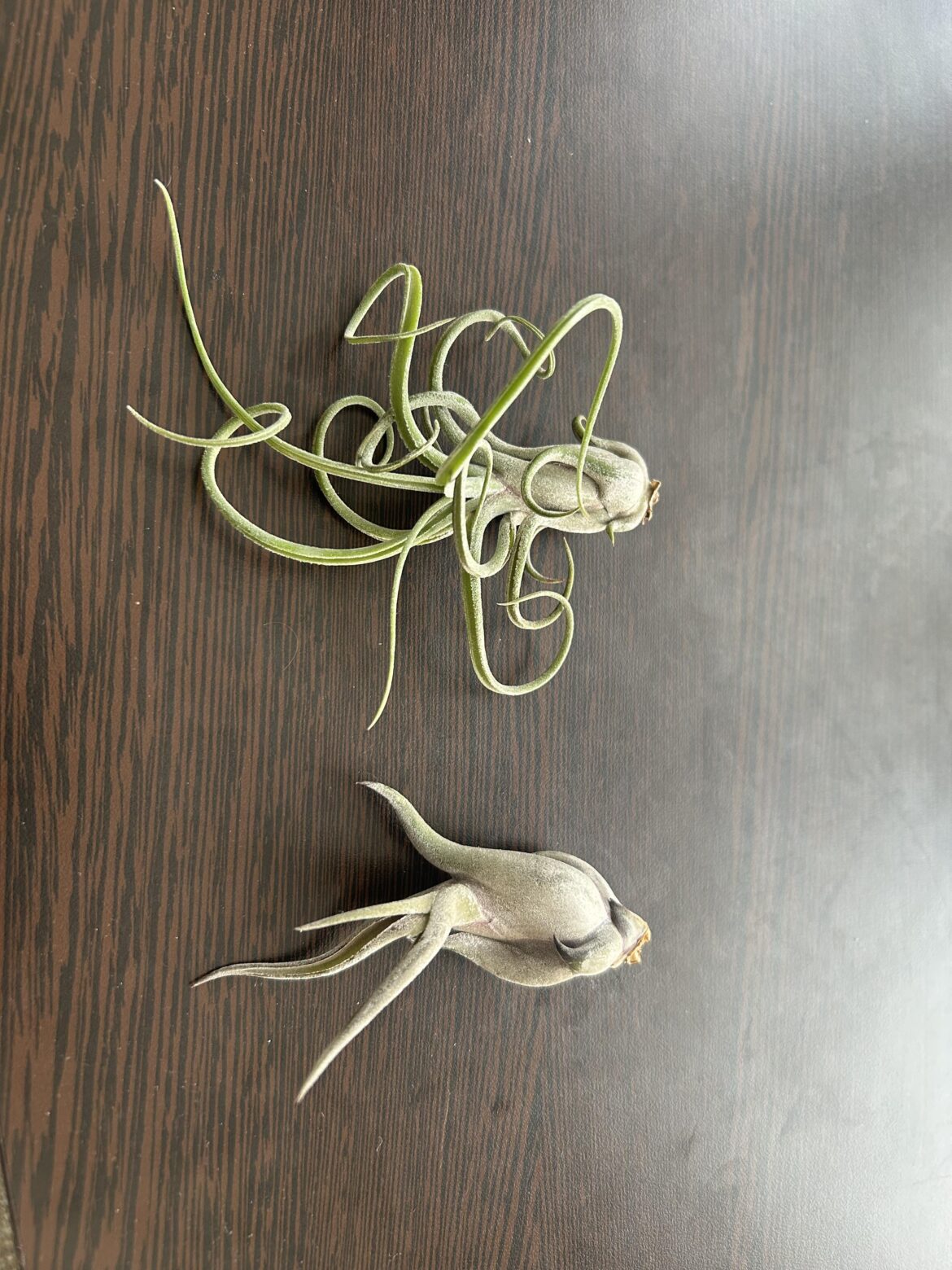 Need help with ID