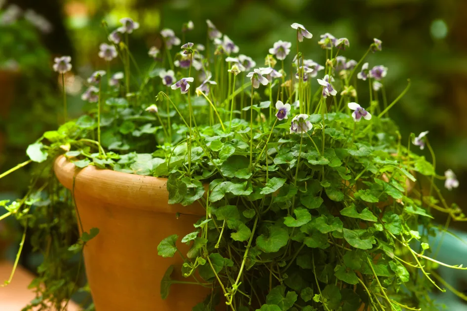 15 shade tolerant plants to brighten up your garden 15 shade tolerant plants to brighten up your garden