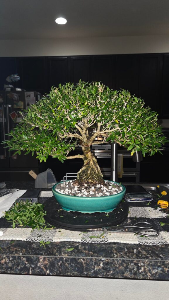 Serissa, blue bell and elm repots
