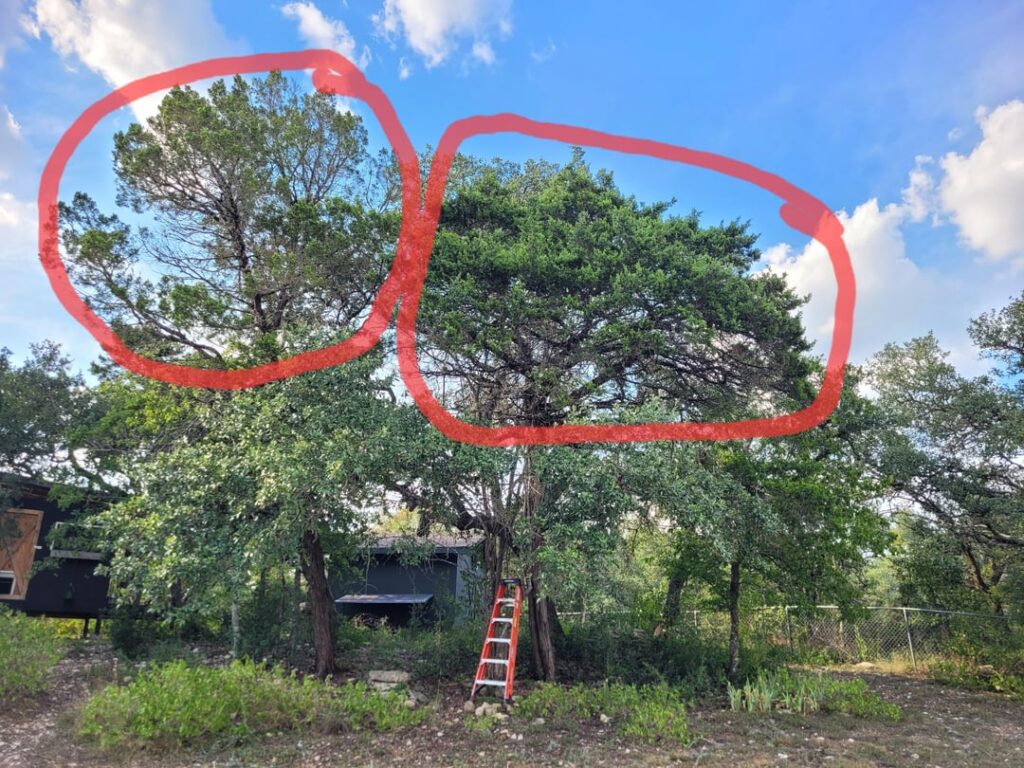 Thinking of Cutting Down Ashe Juniper Trees Thinking of Cutting Down Ashe Juniper Trees
