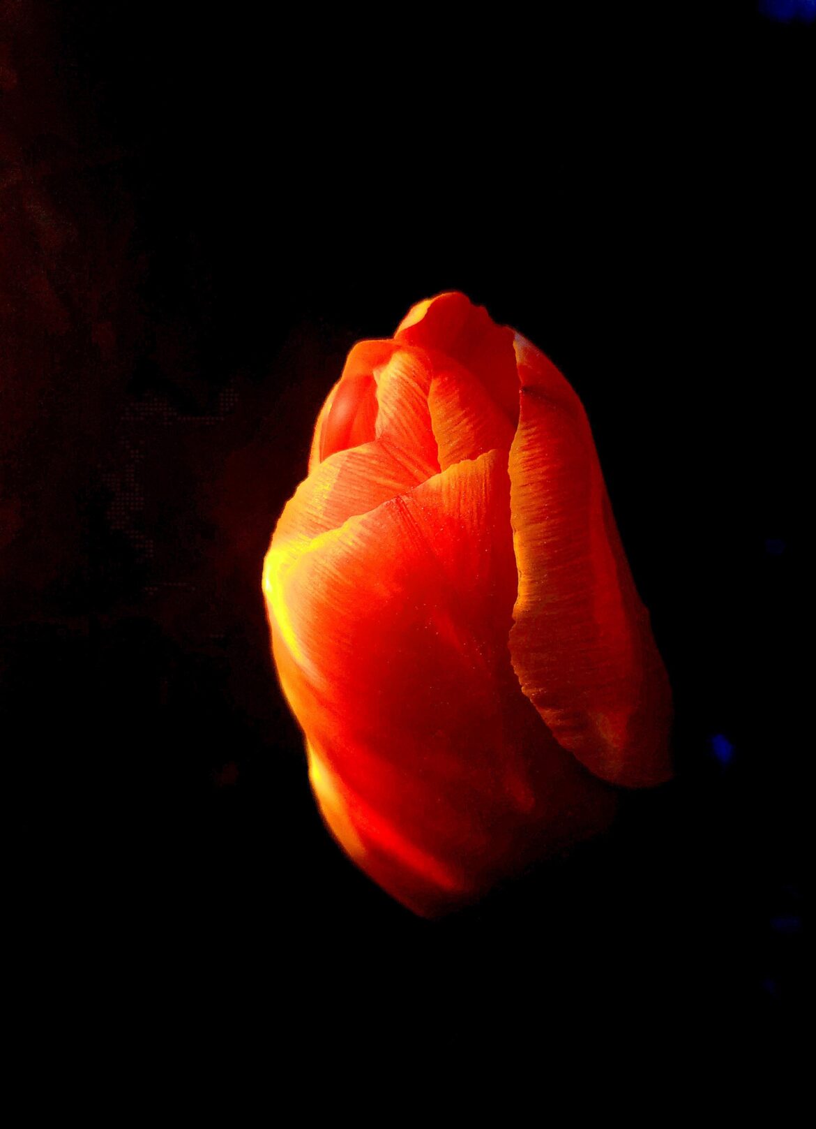 [Oc] Solar light on Tulip at night.