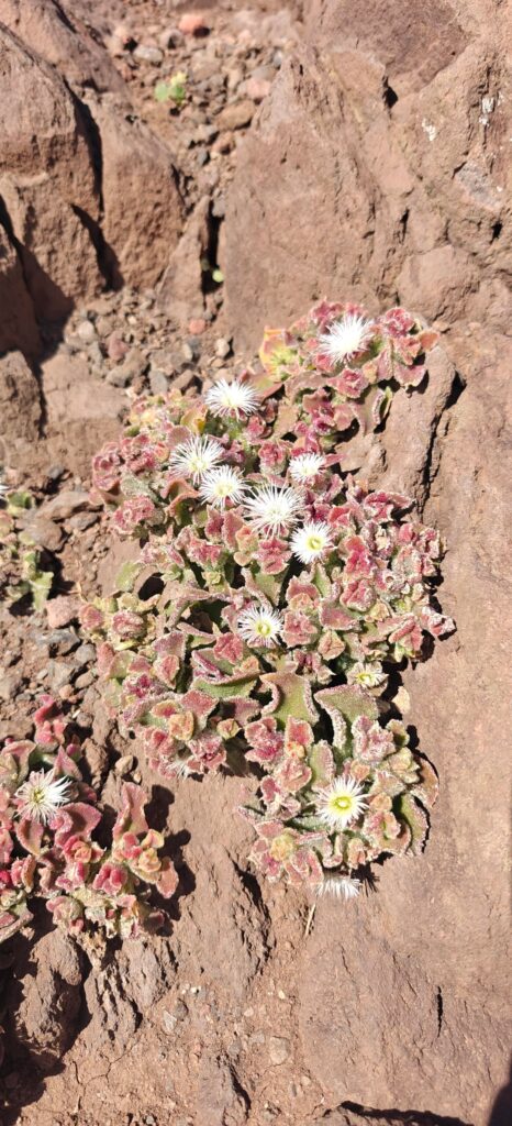 Mesembryanthemum crystallinum