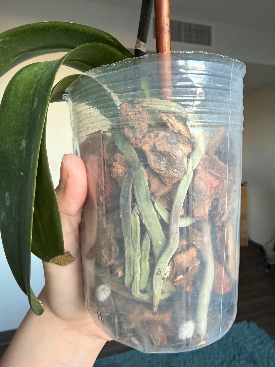 When to water orchids?