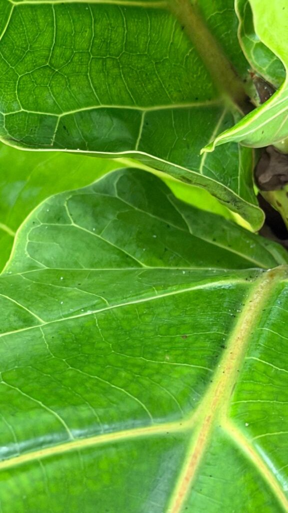 Is this normal or infestation?