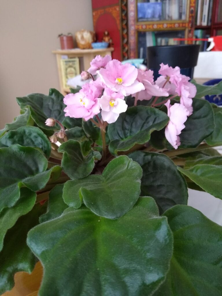 Pink withWhite