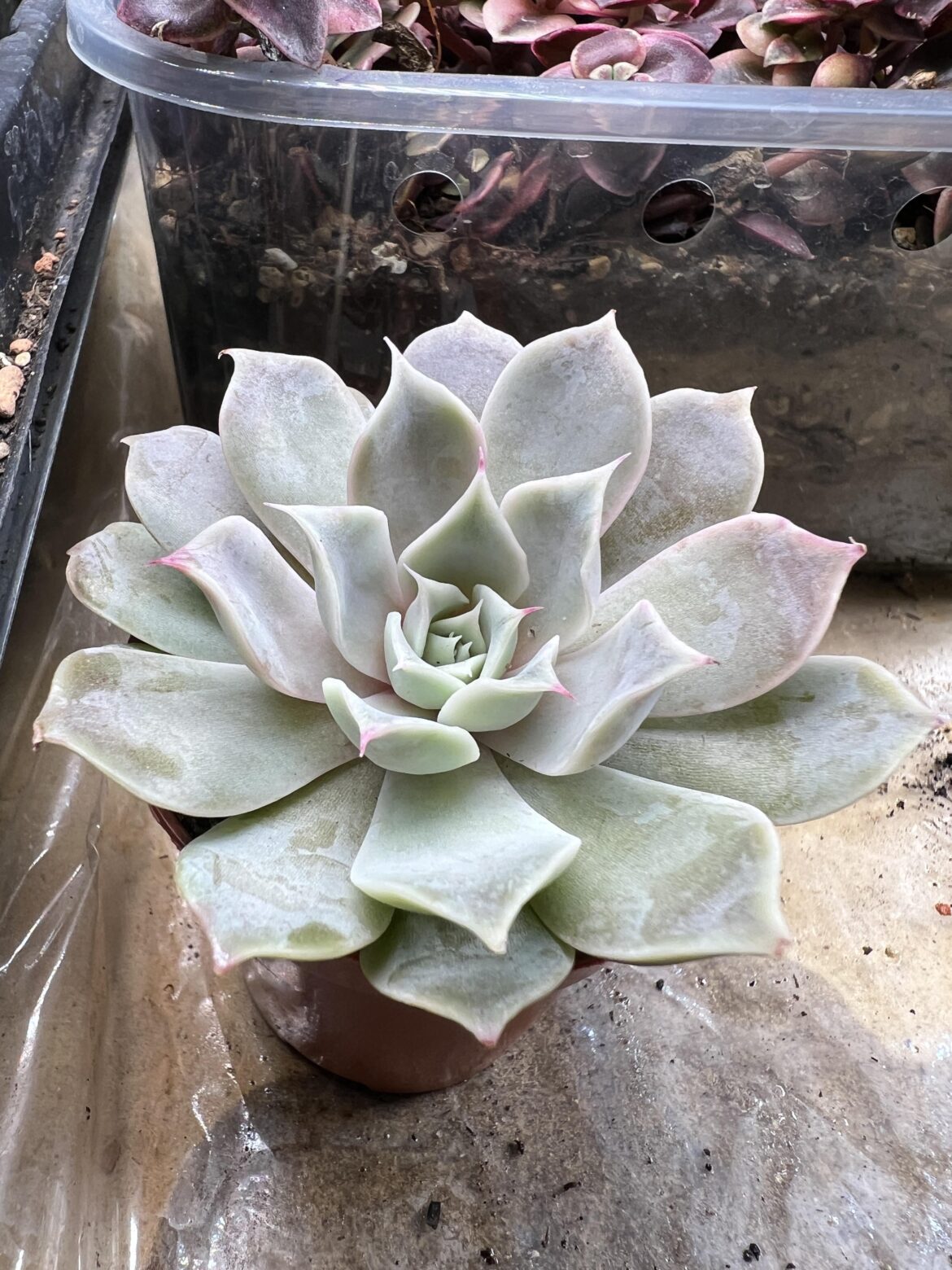 Is this an Echeveria lilacina or a hybrid of one? The pink tips are throwing me off