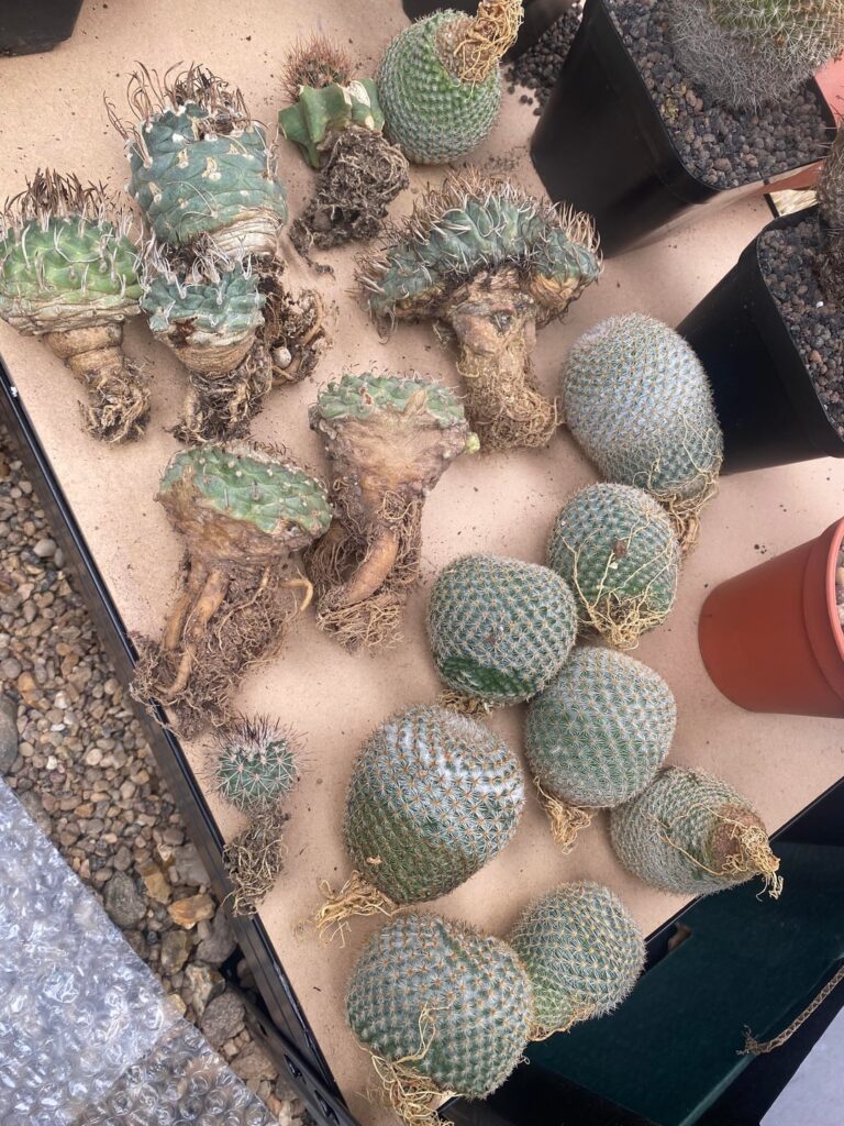 Turbinicarpus - M. Tlalocii and galapagos columnar grafts