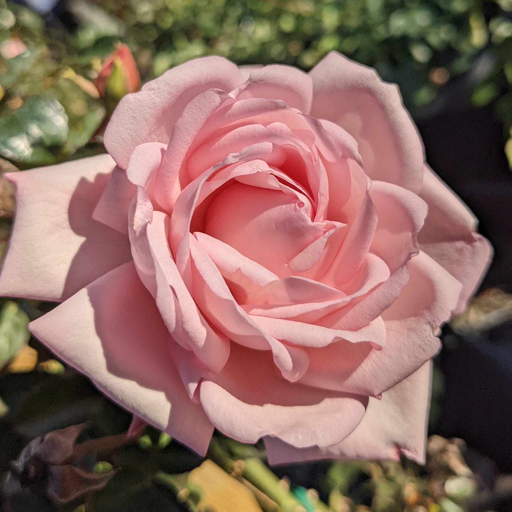new dawn star roses and plants