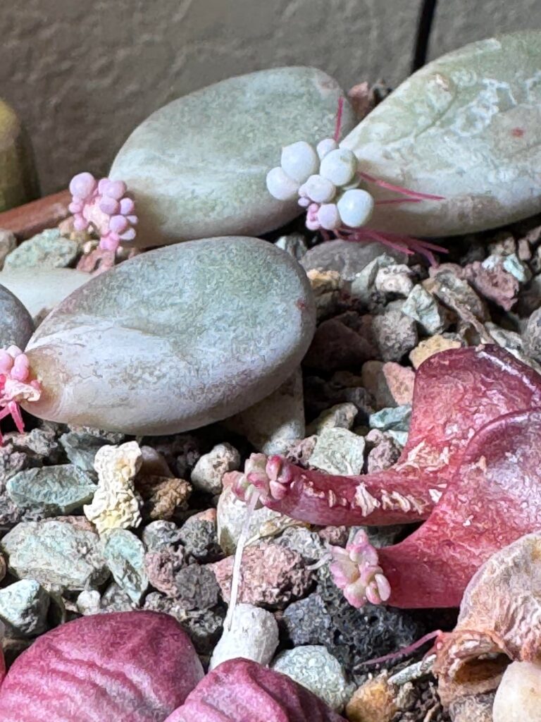 Moonstone propagation