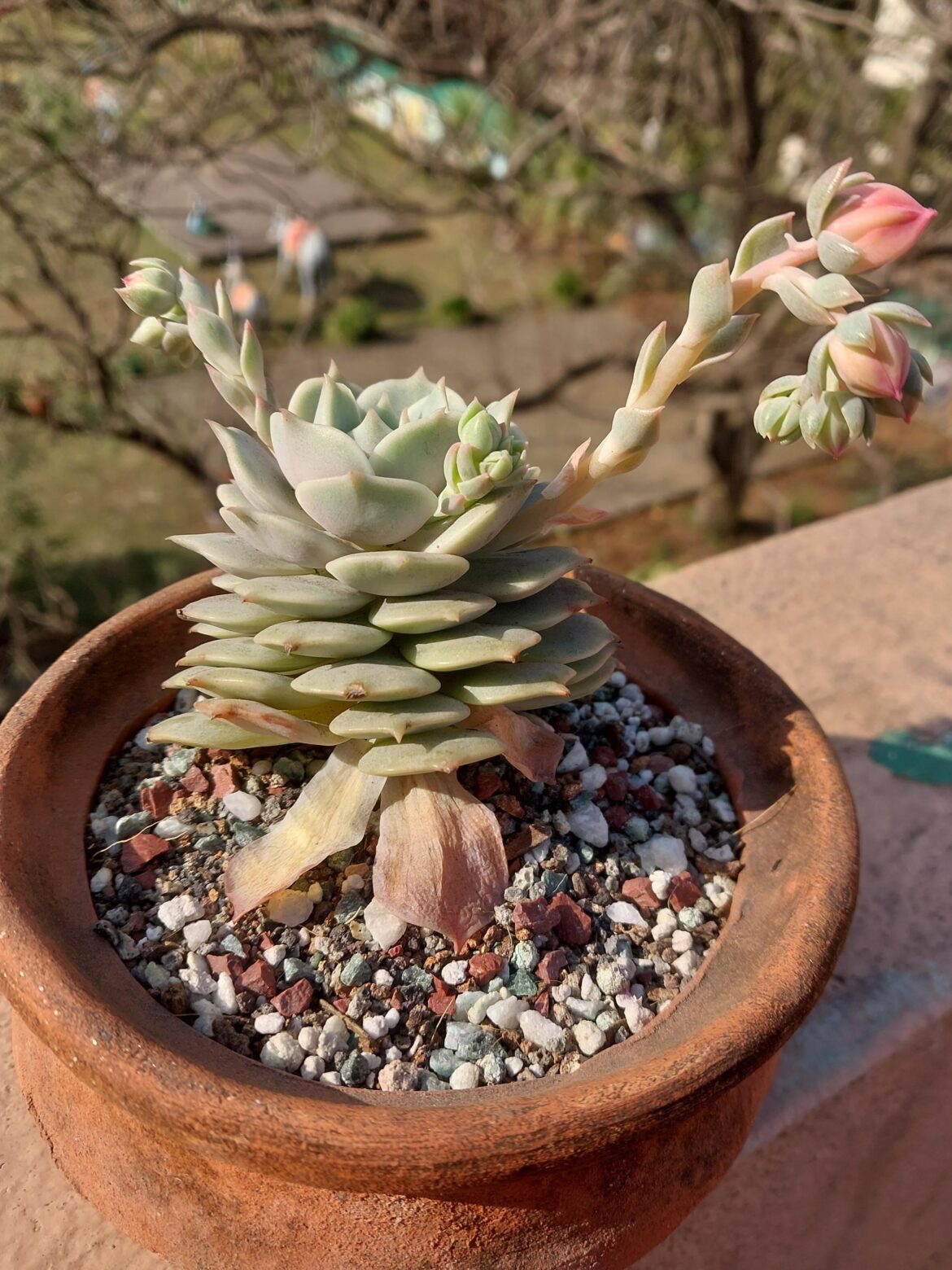 What to do with echeveria Lola blooms