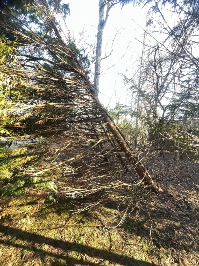 Any saving these tree?