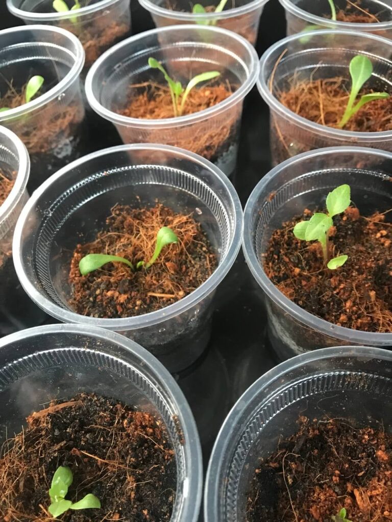 Garden thoughts after work