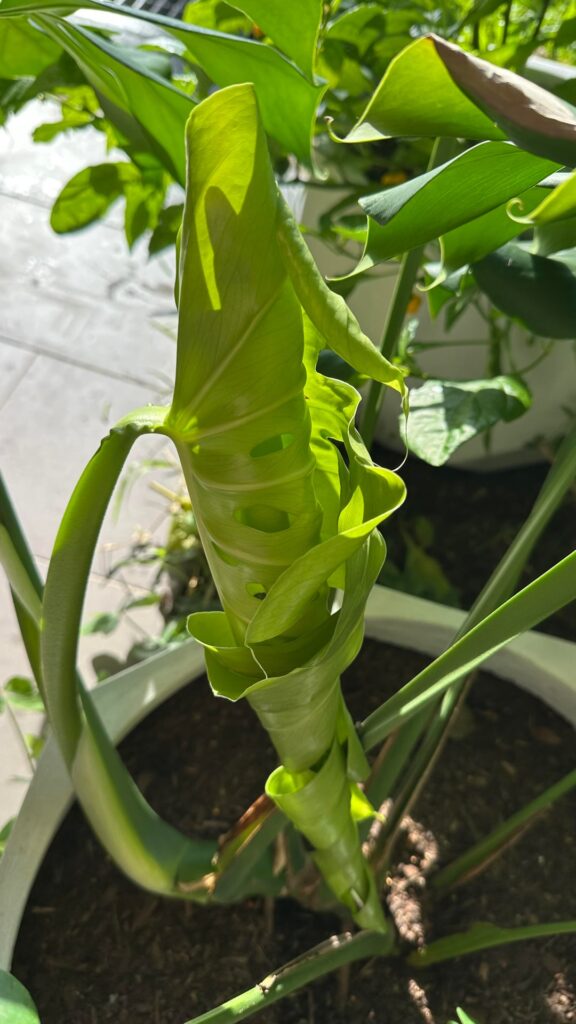New leaf to brighten your morning