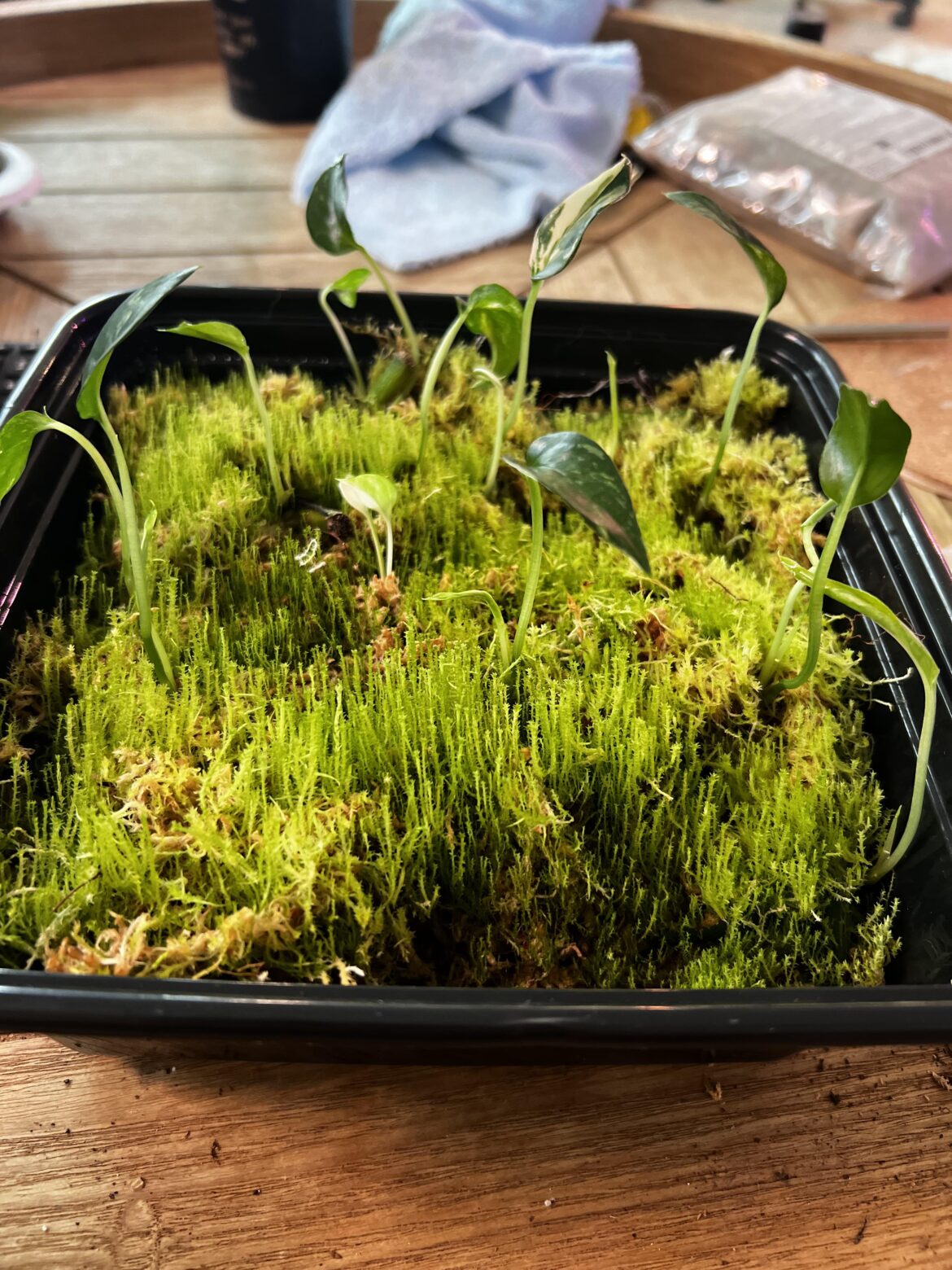 Propagation container of spag moss and albo pothos