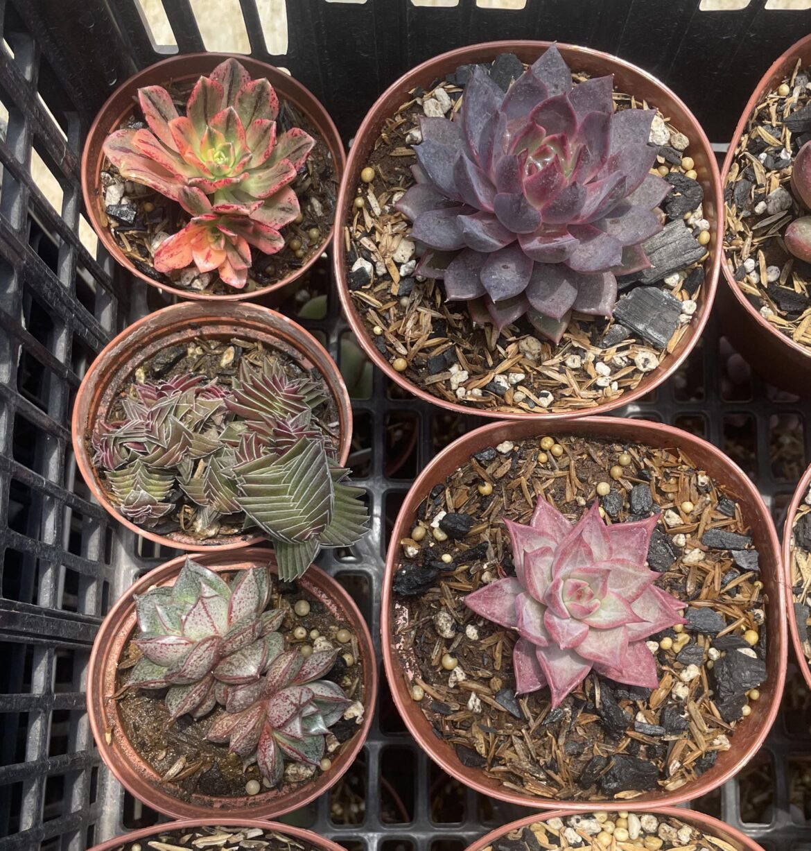 Mom gifted me some succulents but I can’t ID some Mom gifted me some succulents but I can't ID some