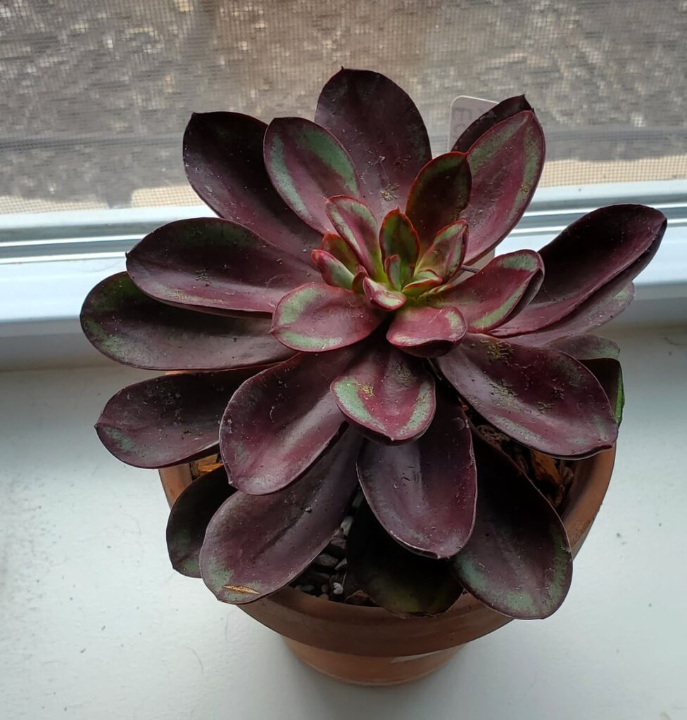 Echeveria nodulosa 'Benitsukasa'