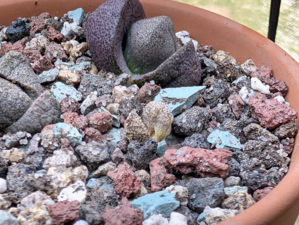 Split rock died during splitting? Split rock died during splitting?