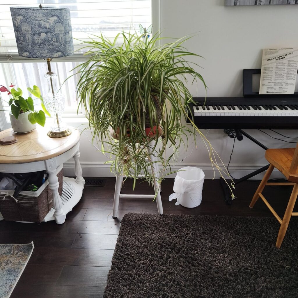 Spider Plant has been Busy