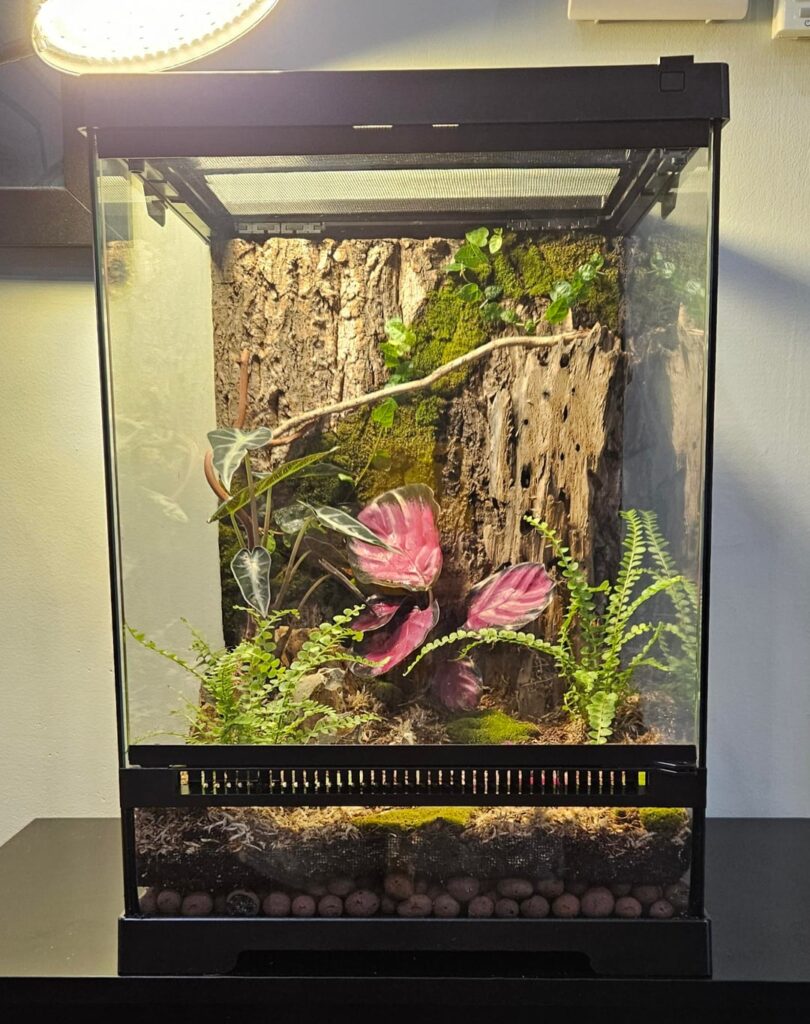 I built this terrarium for my praying mantis, Juno