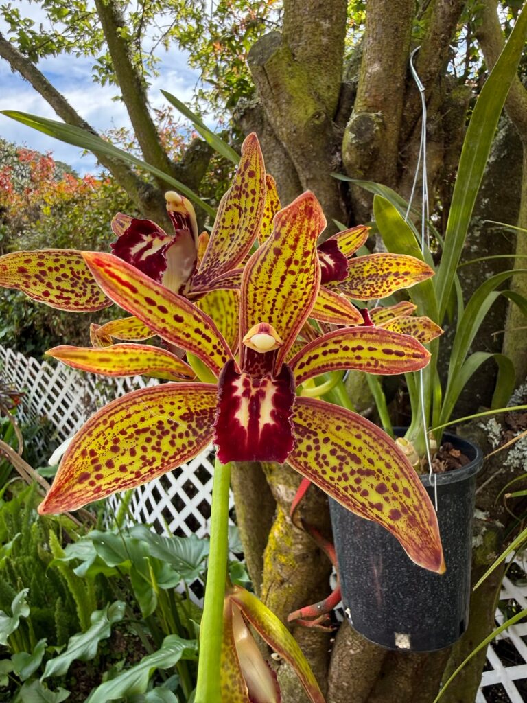 Orchid Obscura success!!