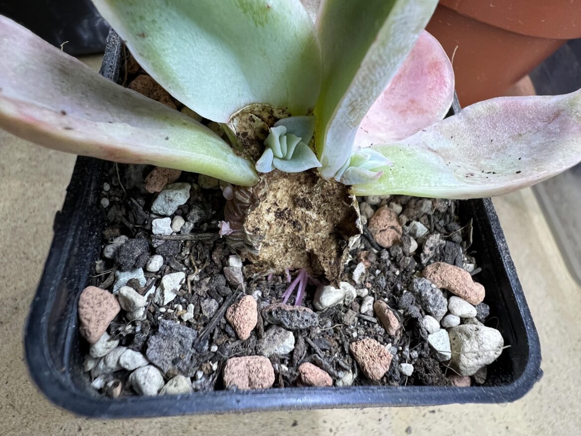 One of my weevil victims is trying their hardest to survive