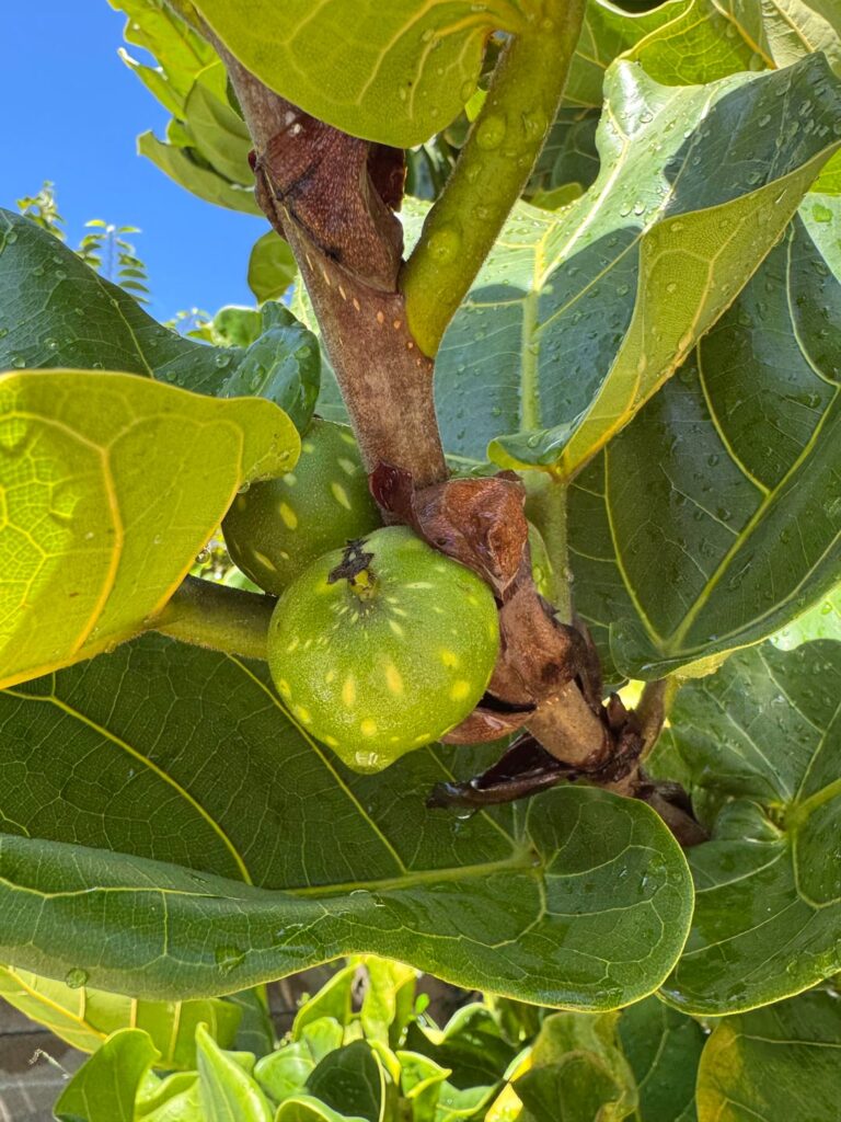 Figsticles?