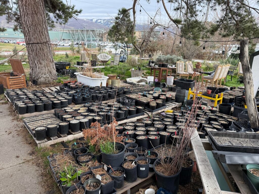 My Tiny Native Nursery (UT Z7) My Tiny Native Nursery (UT Z7)