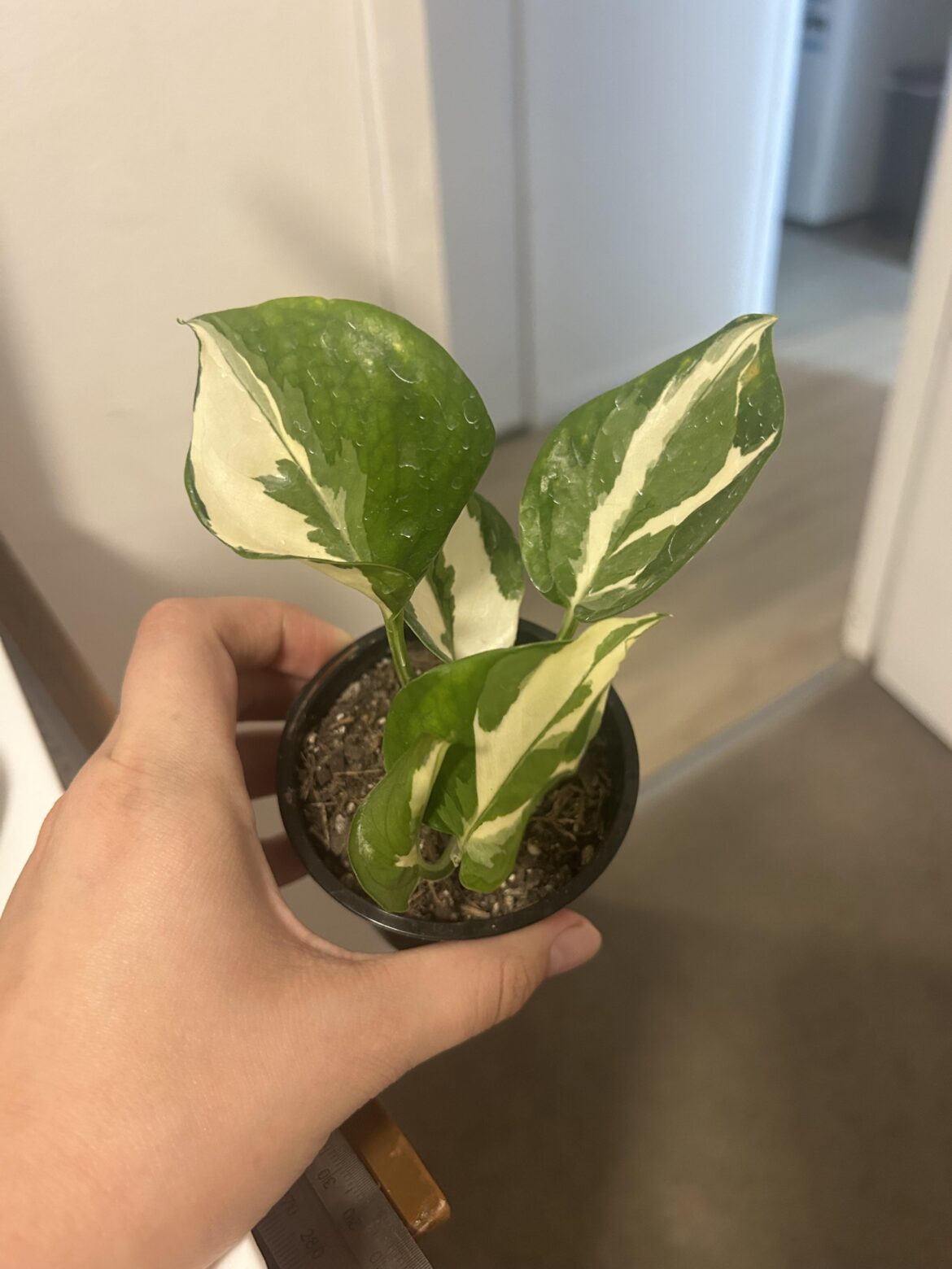 i can’t tell what variety this is!