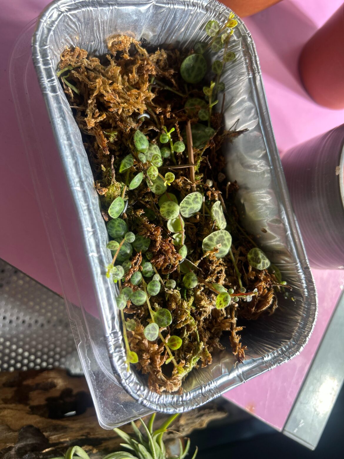 when do i take this out ? what size pot as well ? 3-4 inches ?