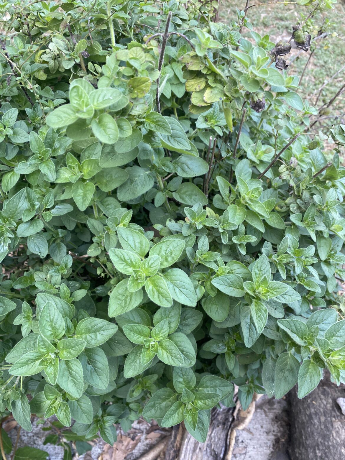 Northern California container plant