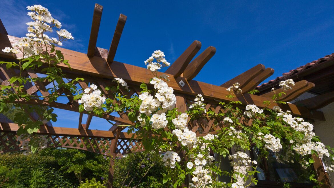 This is the most beautifully scented rambling rose for privacy This is the most beautifully scented rambling rose for privacy
