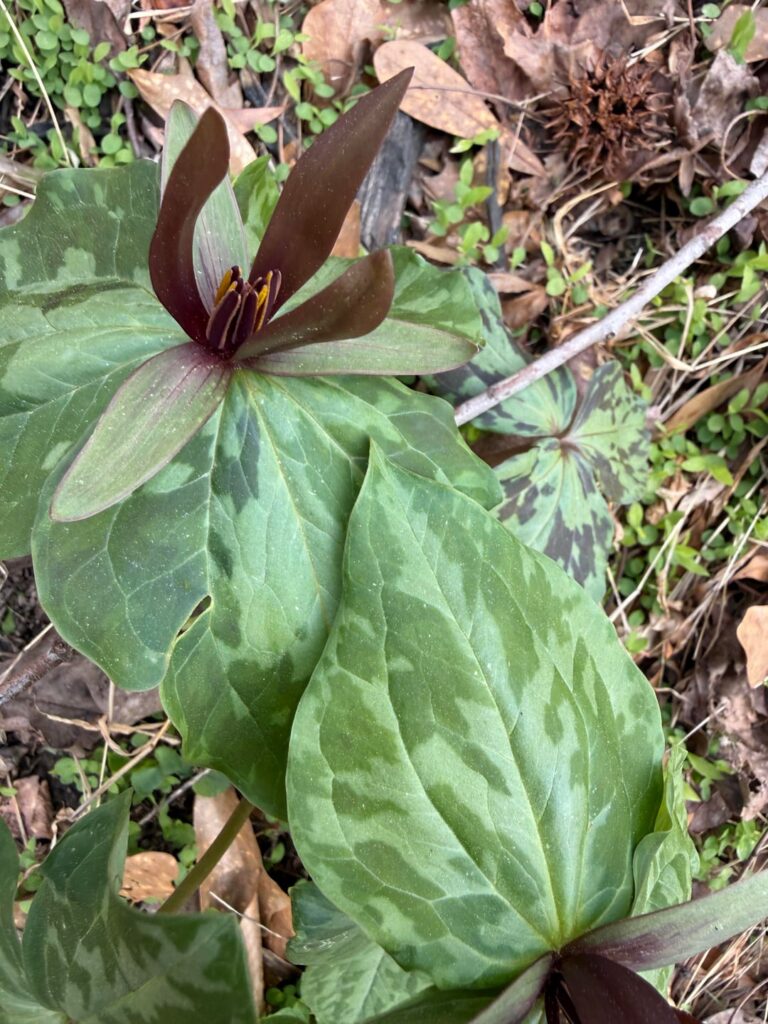 Trilliums in bloom