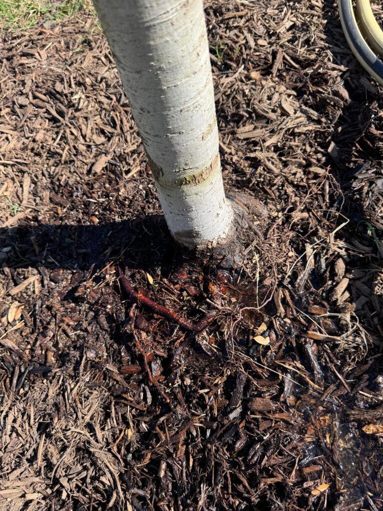 Live Oak Roots