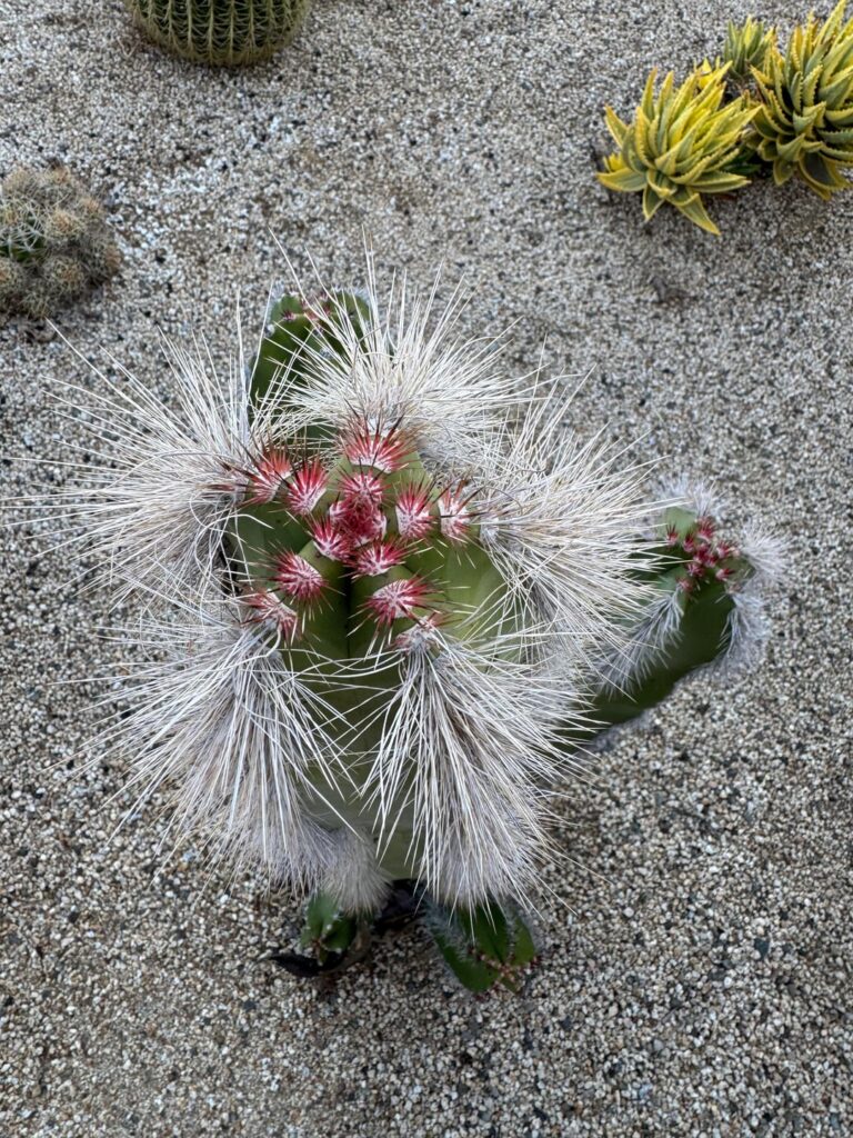 Woolly Rhino Cranking