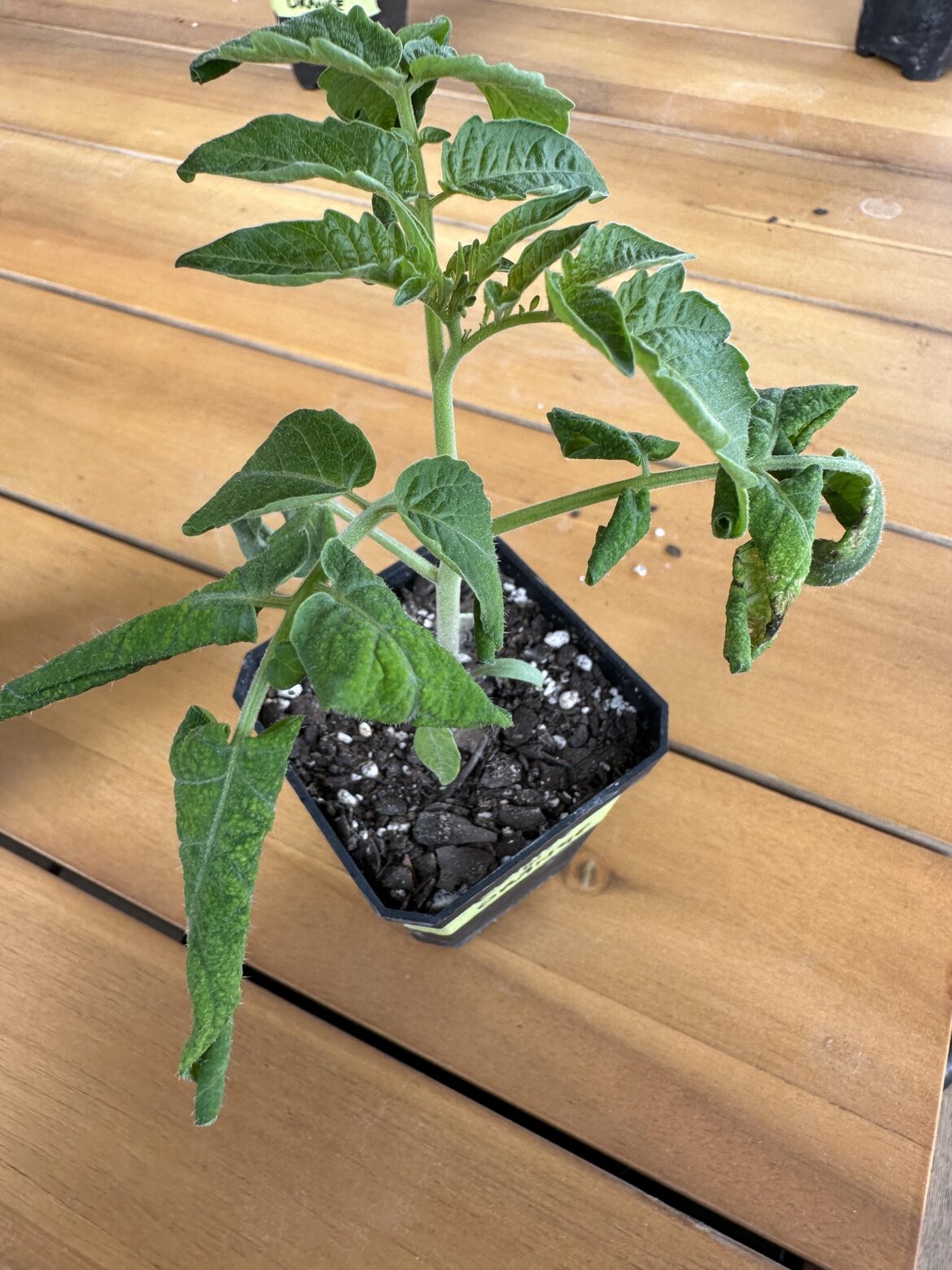 What Hell Do I Have On My Hands Here? What Hell Do I Have On My Hands Here?