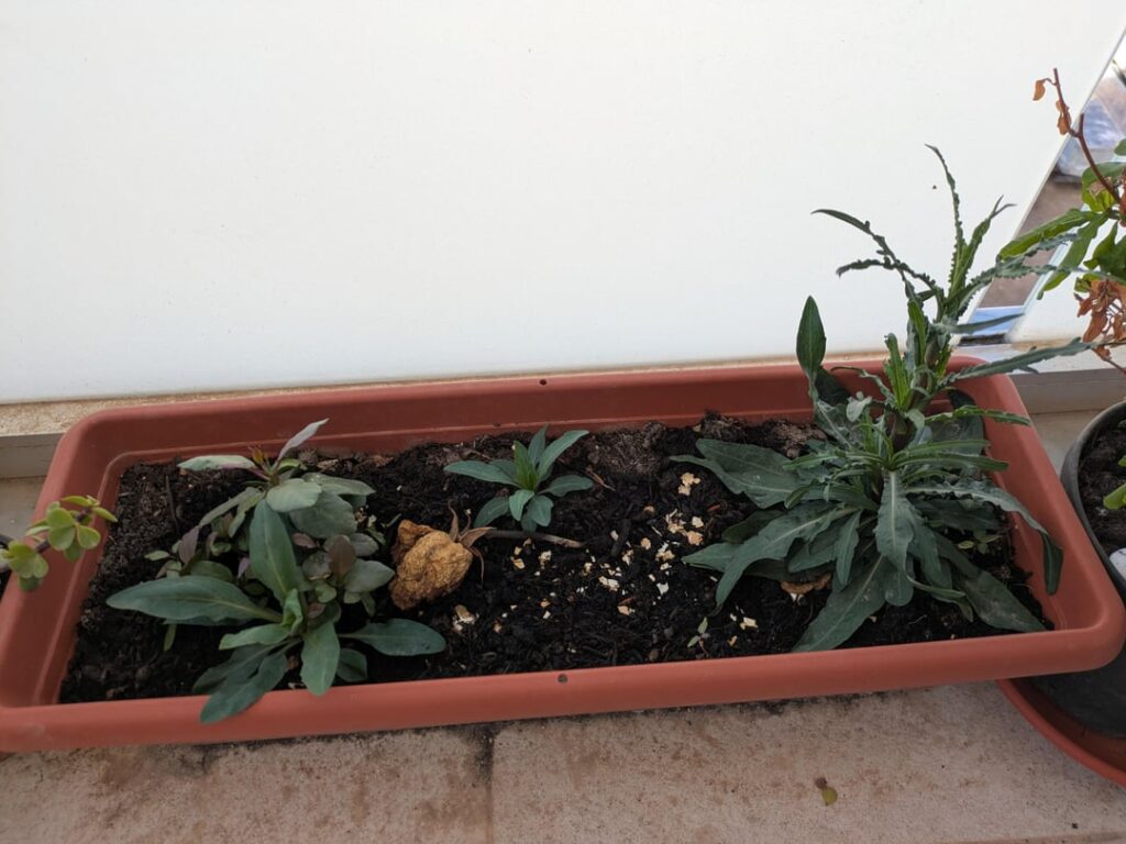 Help me identify these 2?