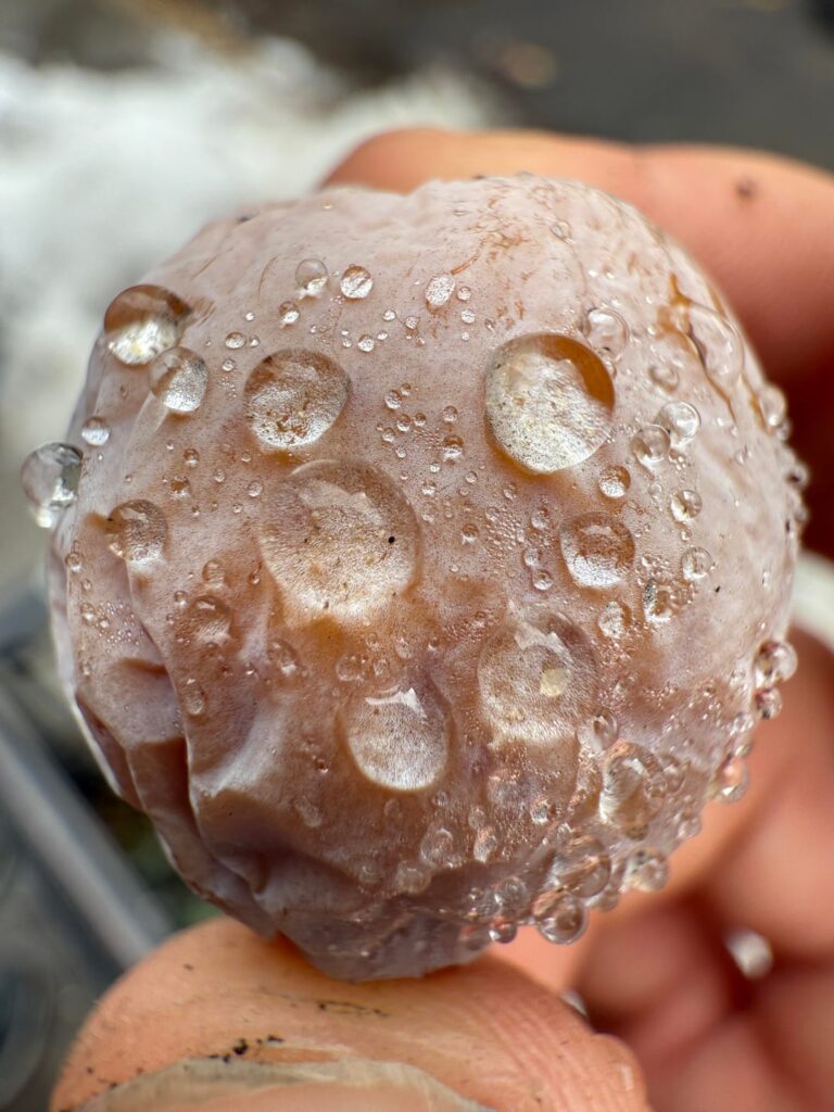 ginkgo seeds are so pretty with water droplets and their white waxy coating