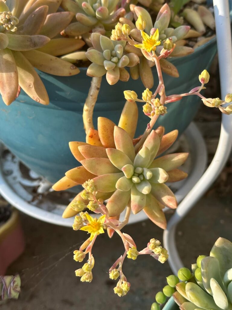 My graptosedum bloomed for the first time