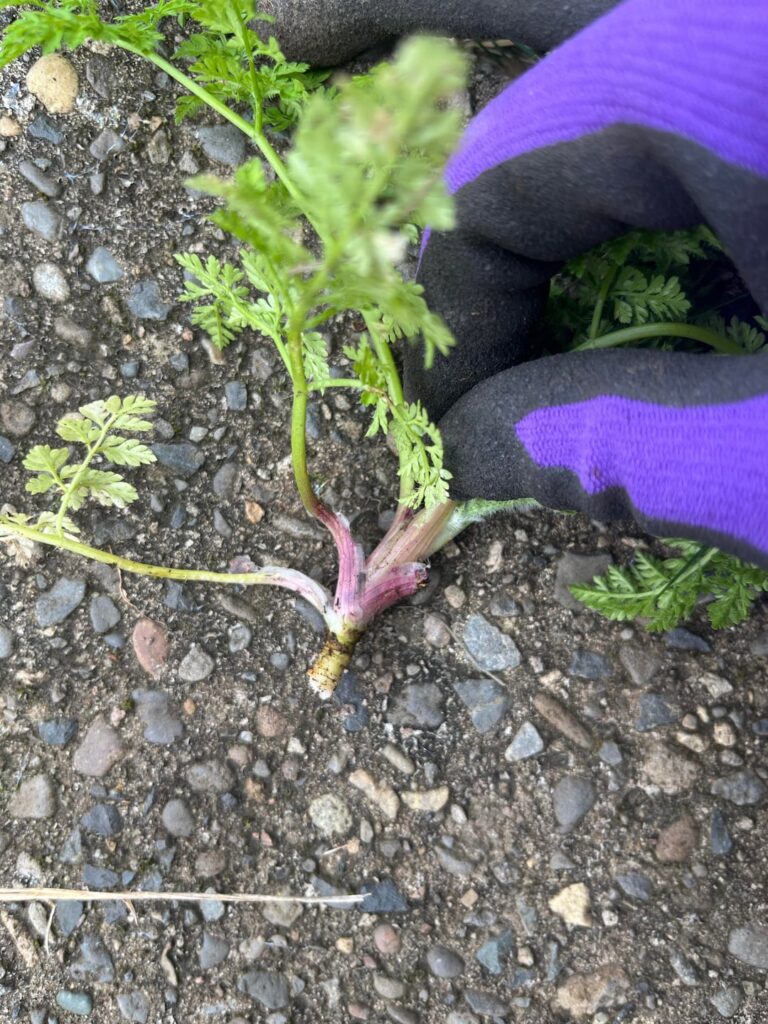 Poisonous Hemlock or Something I Don’t Need To Panic About? Poisonous Hemlock or Something I Don’t Need To Panic About?