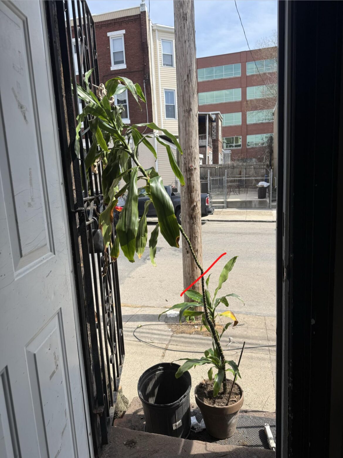 Thinking of chopping off this portion of my corn plant. Will it be able to root?