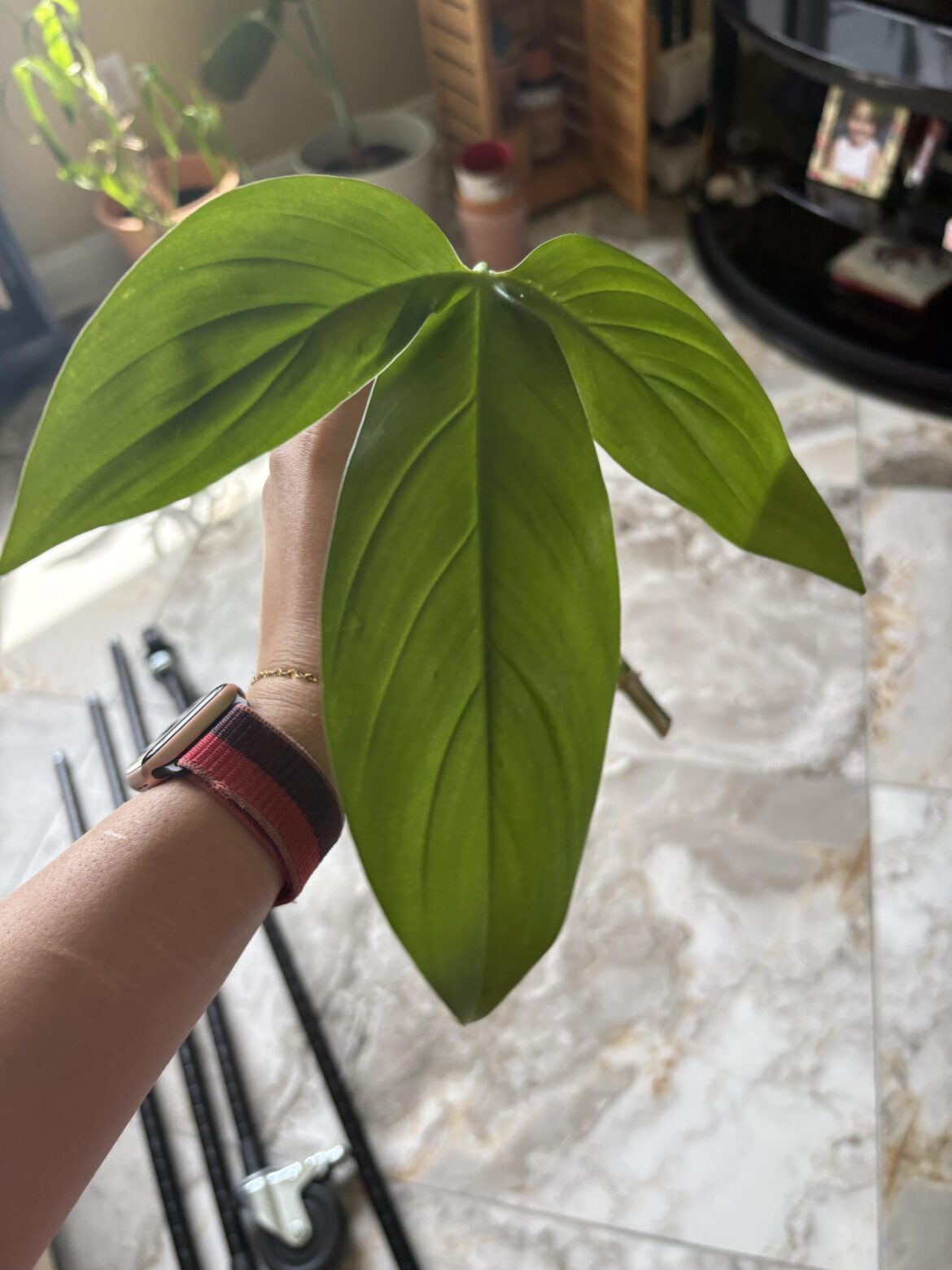 What kind of philodendron is this?