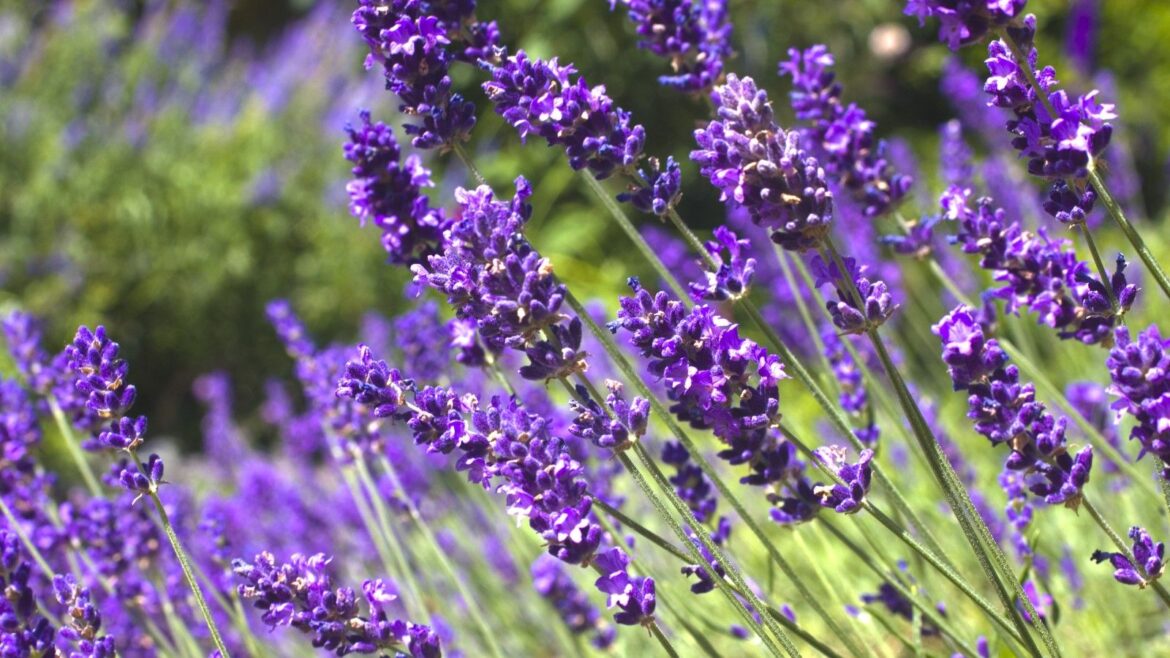 Lavender is the Best Plant to Make Your Pathway Smell Nice Lavender flowers up close